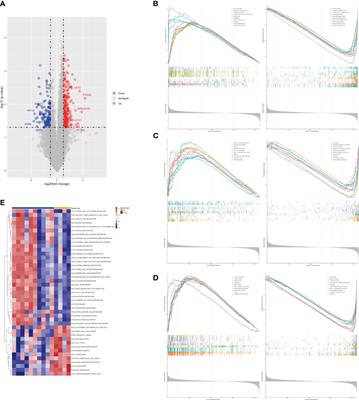 Genetic characteristics and clinical-specific survival prediction in elderly patients with gallbladder cancer: a genetic and population-based study